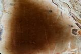 Polished Petrified Wood Limb - Madagascar #106650-2